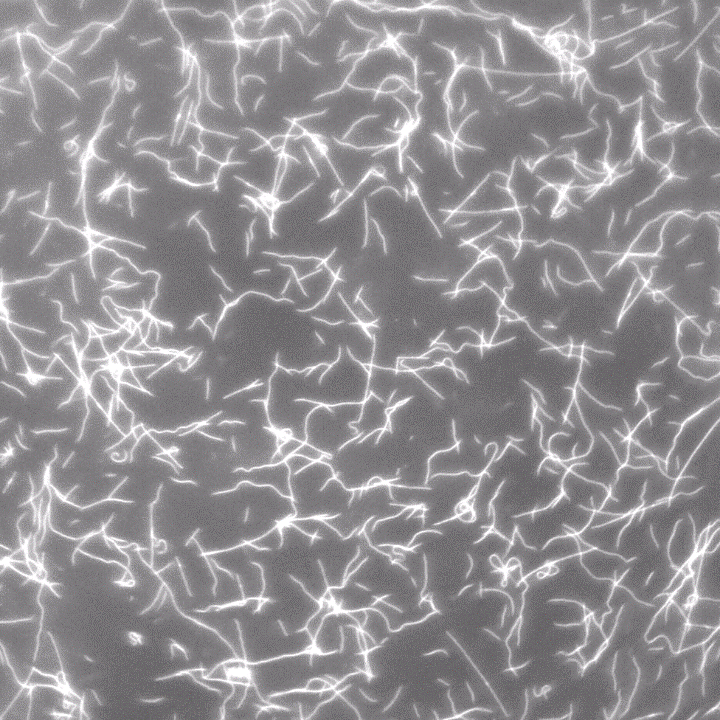 Genomic and Transcriptomic Basis